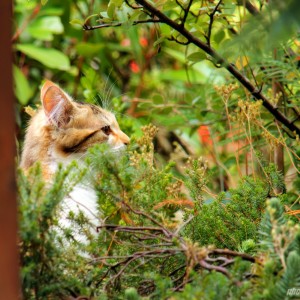 IMG_1819A - Copie